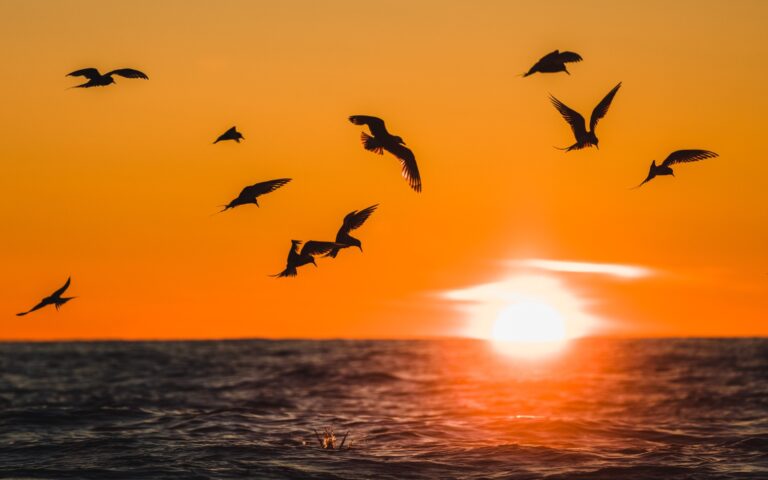 Silhouettes of birds flying over the ocean during an orange sunset with the sun partially above the horizon.