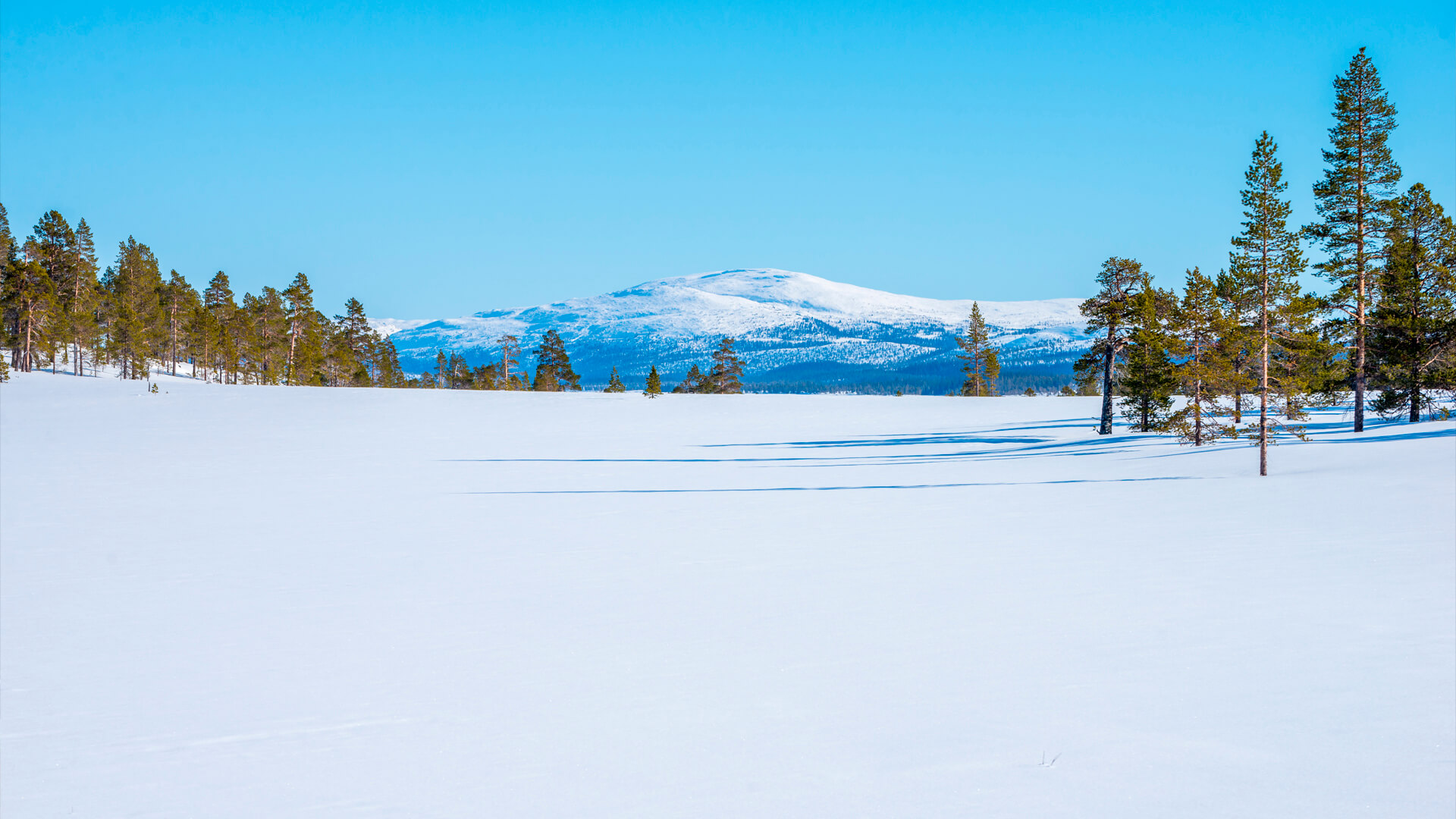 A snow-covered landscape with scattered pine trees surrounds a distant mountain, resembling nature's own data center under the vast, clear blue sky.