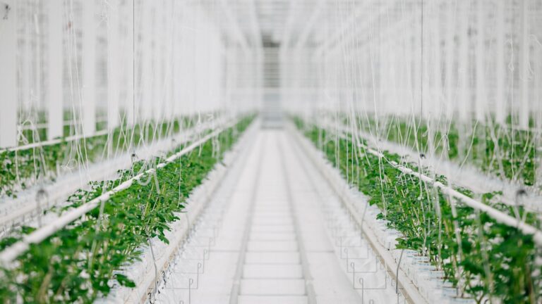 A greenhouse interior with rows of green plants growing in a controlled environment.