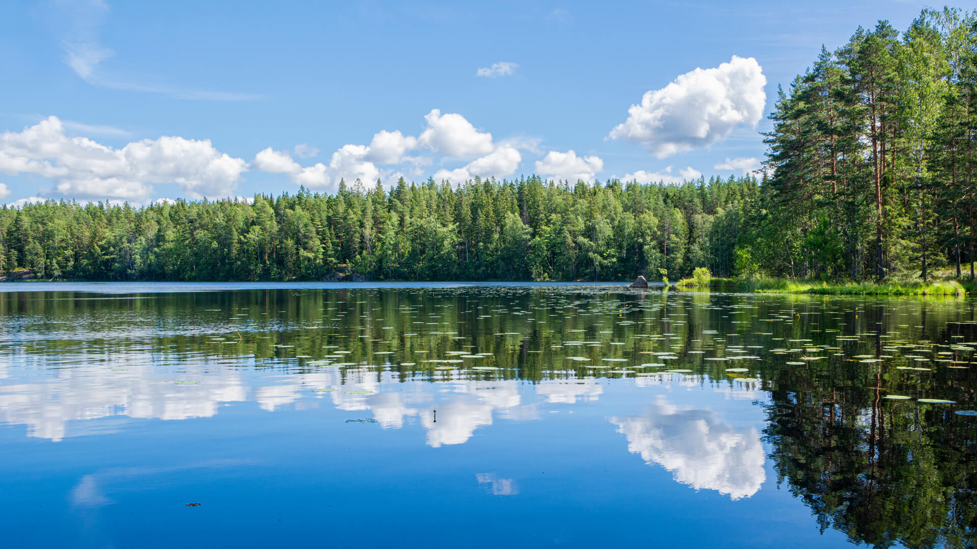 A tranquil lake reflects the surrounding forest and a blue sky filled with fluffy clouds, resembling a serene data center in perfect harmony. Lily pads float on the water's surface.