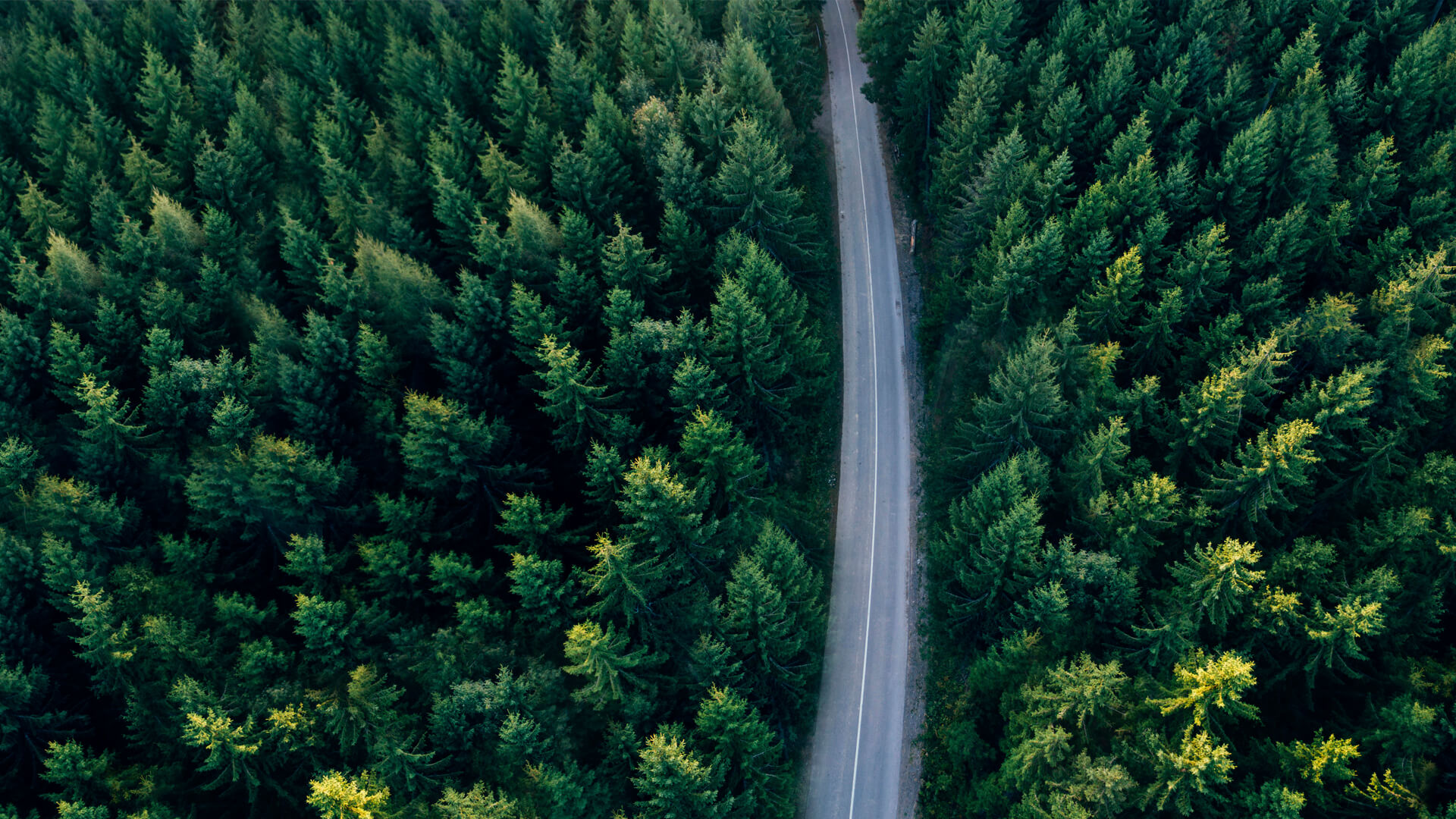 Aerial view of a winding road cutting through a dense, green forest, leading to a state-of-the-art data center nestled among the trees.