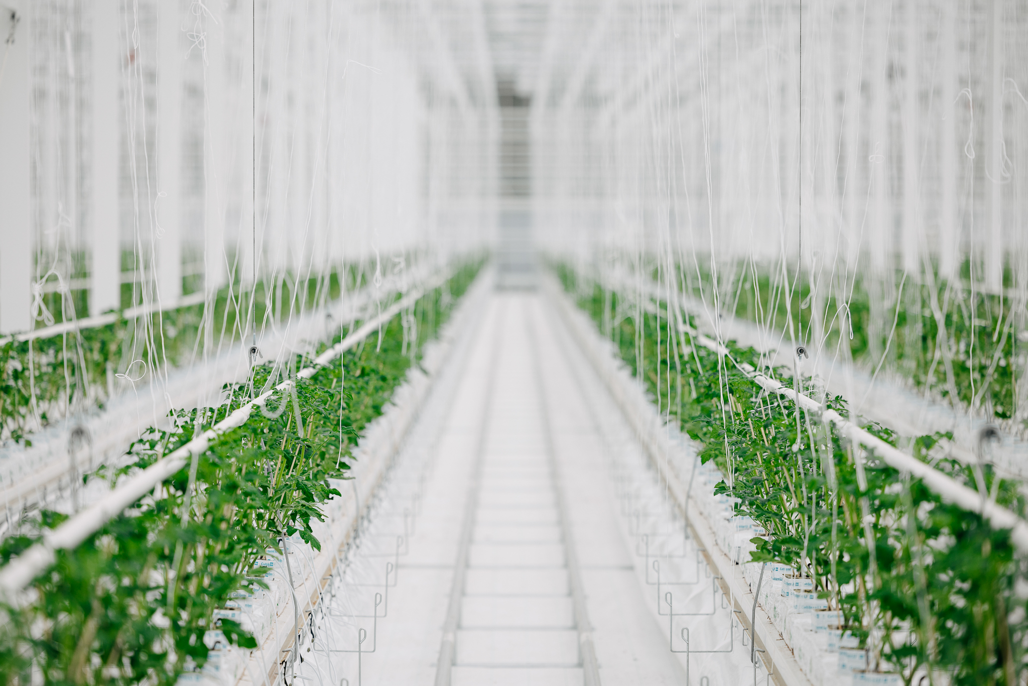 Rows of green plants in a modern greenhouse with symmetrical white structures and pathways.