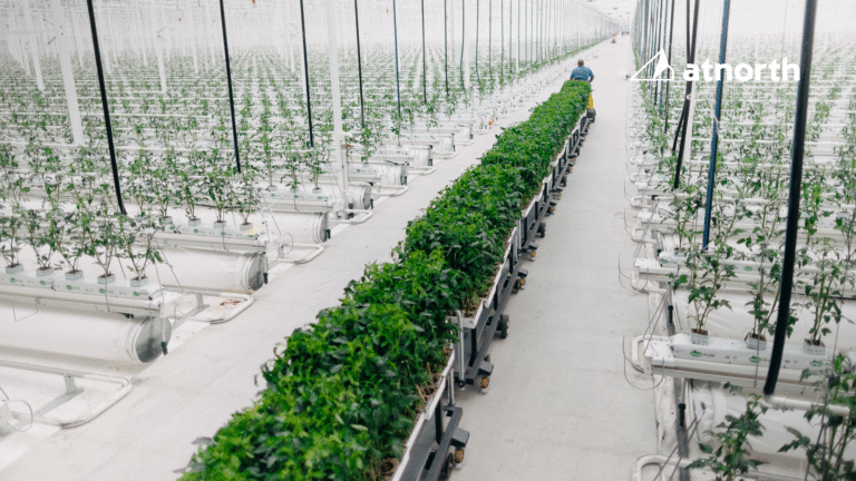 A person tends rows of green plants growing in a large, modern indoor greenhouse with white flooring and overhead lights.